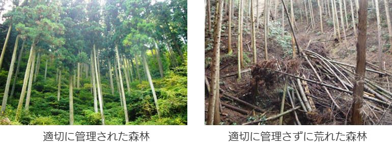 適切に管理された森林と、管理されずに荒れた森林
