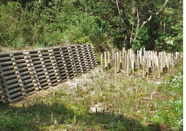 屋久島試験地での杭打ち試験（シロアリや腐れ被害がでるか）の様子