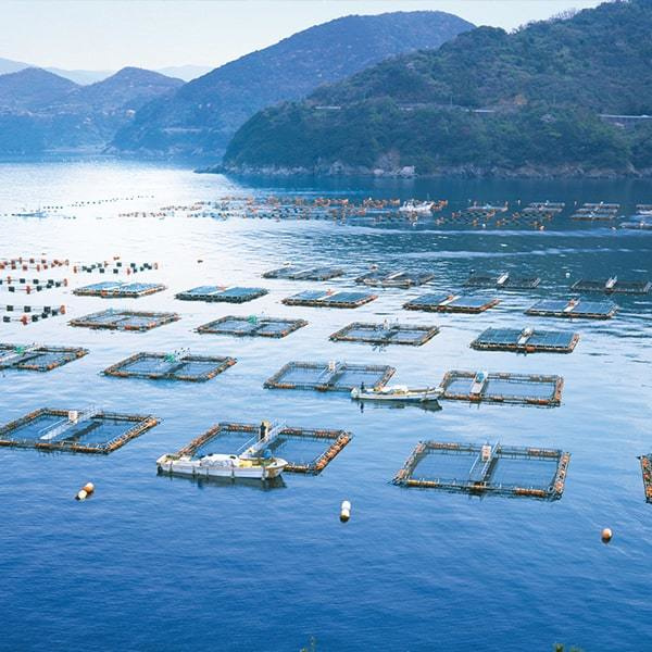 綺麗な海での漁業