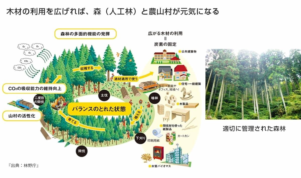 木材の利用を広げれば、森（人口林）と農山村が元気になる