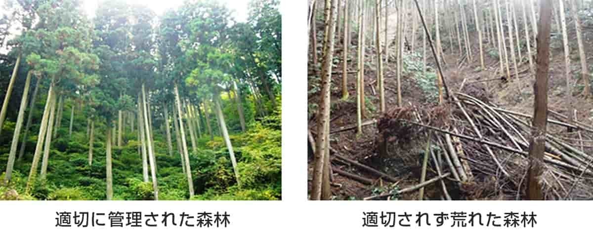 適切に管理された森林と管理されず荒れた森林の写真